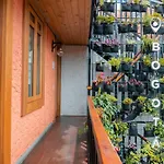 Masaya Bogota