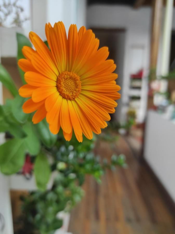 Homestay Casa Republicana Bogota