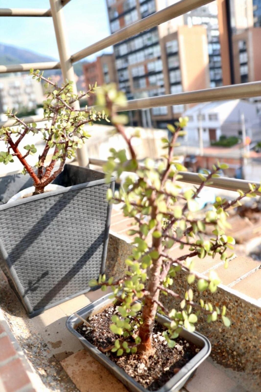 Wonderful Place In Usaquen! Apartment