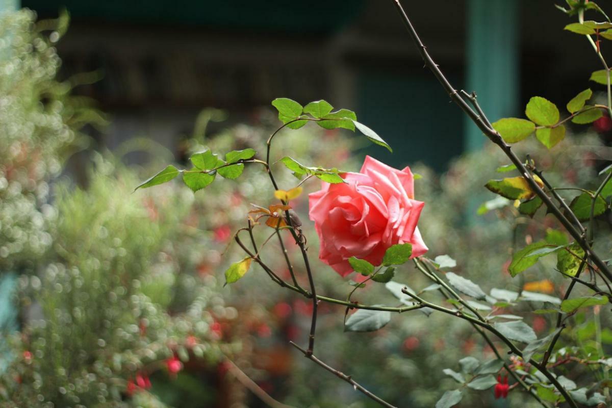 Anandamayi House 2*